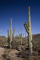 121 Saguaro National Park